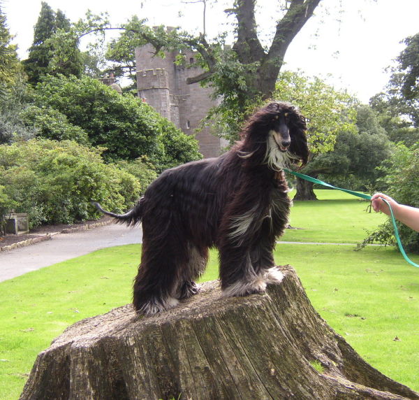 Oscar in Scotland on holiday